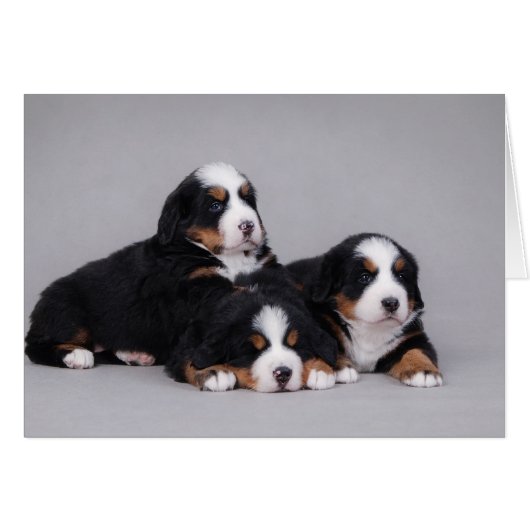 Bernese puppies cards (Front Horizontal)