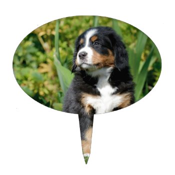Bernese Puppy Cake Topper by petsArt at Zazzle