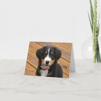 Bernese Puppy Note Cards