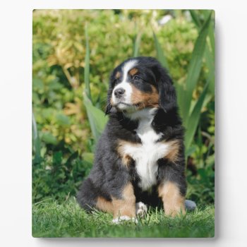 Bernese Puppy Plaque by petsArt at Zazzle