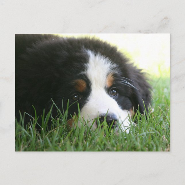 Bernese Puppy Postcard (Front)