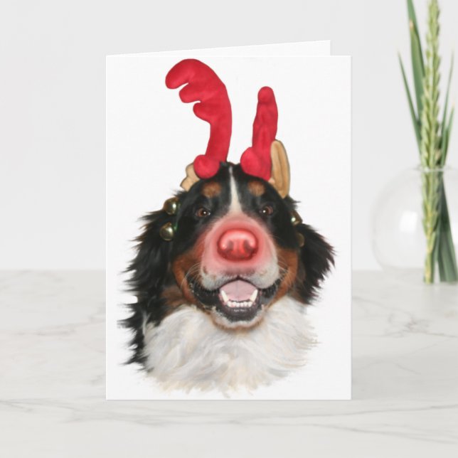 Bernese Roodolph (Rudolph) Holiday Card (Front)