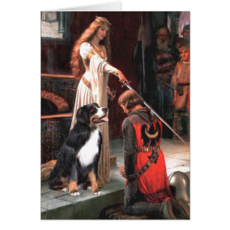 Bernese - The Accolade Cards