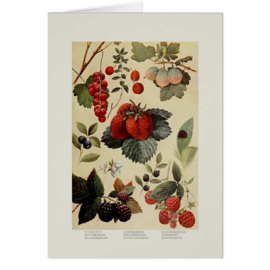 Berries Cards (Front)