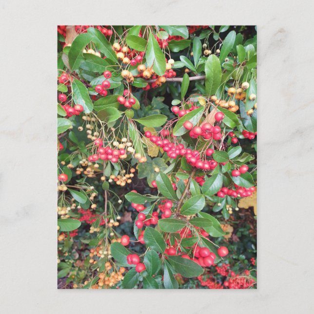 Berries in the Park Postcard (Front)