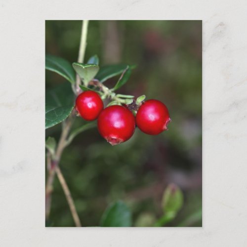 Berries of a wild lingonberry Vaccinium vitis_ide Postcard