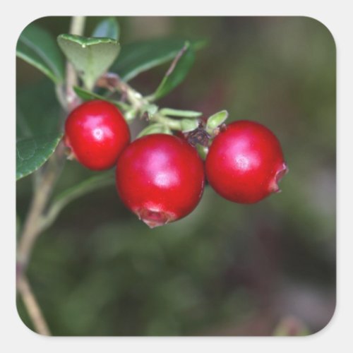 Berries of a wild lingonberry Vaccinium vitis_ide Square Sticker