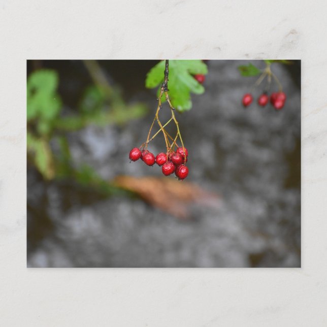 Berries  postcard (Front)