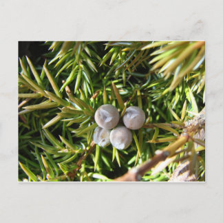 Berry Baubles Postcard