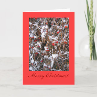 Berry Merry Christmas Holiday Card