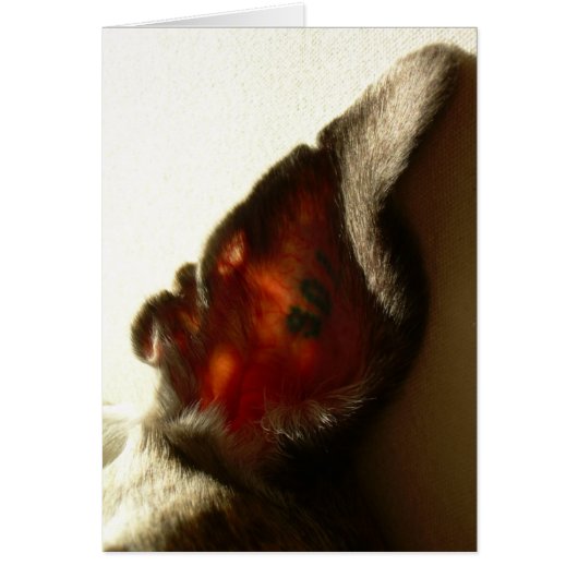 Berry White's Ear Cards (Front)