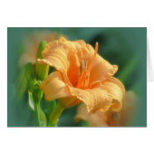 Bertie Blooms - Daylily (Front Horizontal)