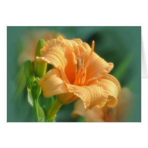 Bertie Blooms - Daylily Cards