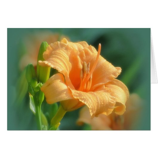 Bertie Blooms - Daylily Cards (Front Horizontal)