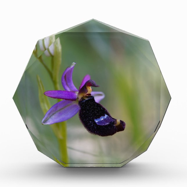 Bertolonis Bee Orchid (Ophrys bertolonii) Award (Front)