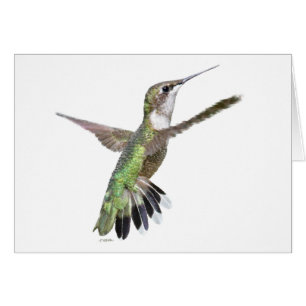 Berylline Hummingbird Painting Cards