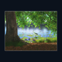 Beside the Still Water Postcard