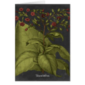 Besler Dramatique I (Front)