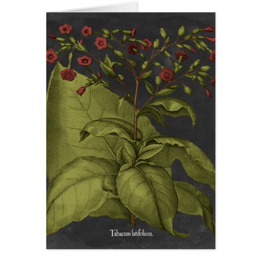 Besler Dramatique I (Front)