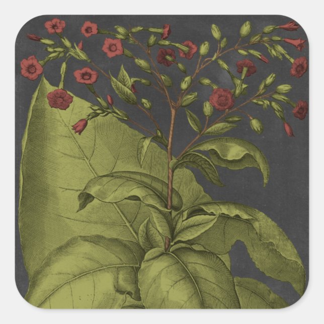 Besler Dramatique I Square Sticker (Front)