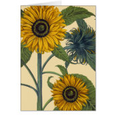Besler: Sunflower (Front)