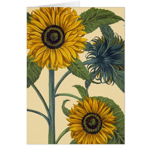 Besler: Sunflower Cards (Front)
