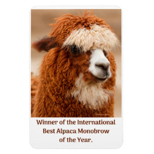 Best Alpaca Monobrow Magnet