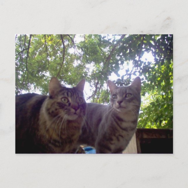 Best Buds Postcard (Front)