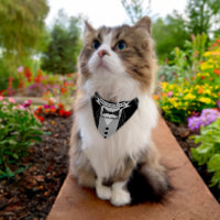 Best Cat of Honor Pet's Name Bow Tie Tuexedo Pet Bandana Collar
