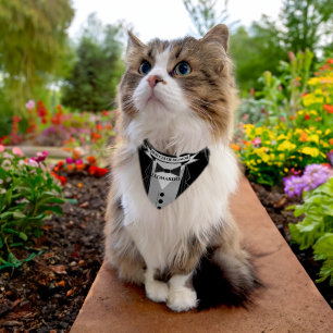Best Cat of Honor Pet's Name Bow Tie Tuexedo Pet Bandana Collar