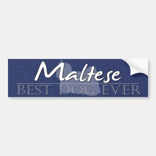 Best Dog Maltese Bumper Sticker (Front)