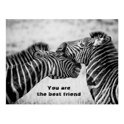 Best friend quote with Zebras Postcard