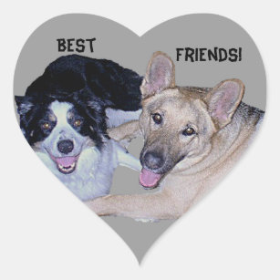 Best Friends Border Collie & German Shepherd Heart Sticker