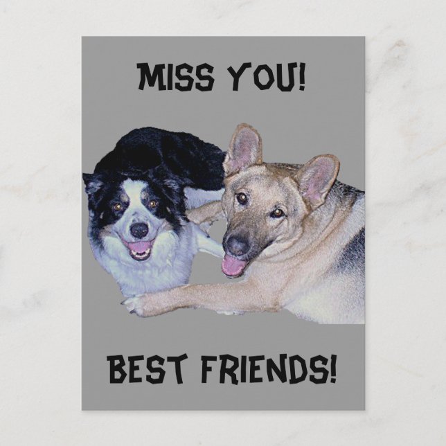 Best Friends Border Collie & German Shepherd Postcard (Front)