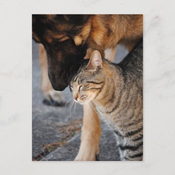 Best Friends- Cat & German Shepherd Post Cards by AllyJCat at Zazzle
