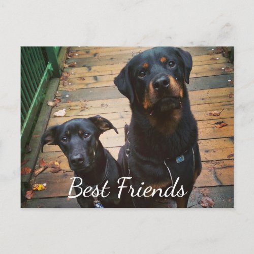 Best Friends Doggie Your Words Image Tamplate Postcard