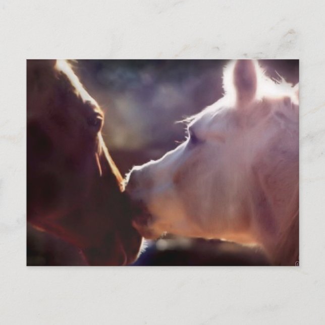 Best Friends Equine Post Card (Front)