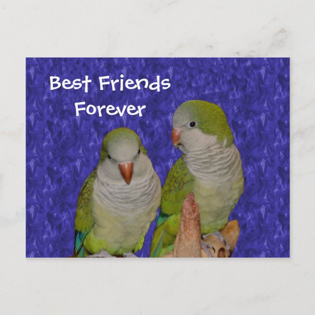 Best Friends Forever Cute Birds Postcard (Front)