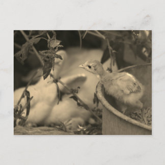 Best Friends, Maybe? - Postcard