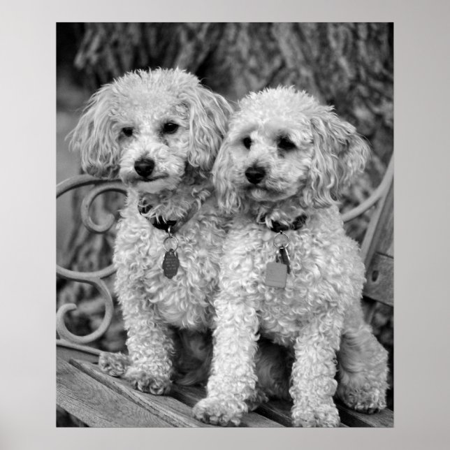 Best Friends Poodles Poster (Front)