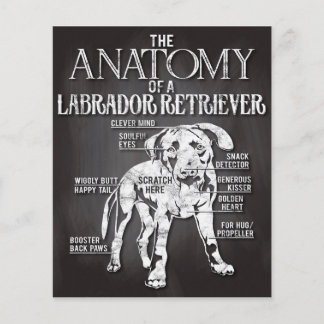 Best Gift The Anatomy Of A Labrador Retriever Flyer