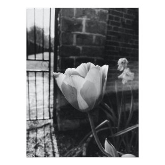 best posters black and white flower photography