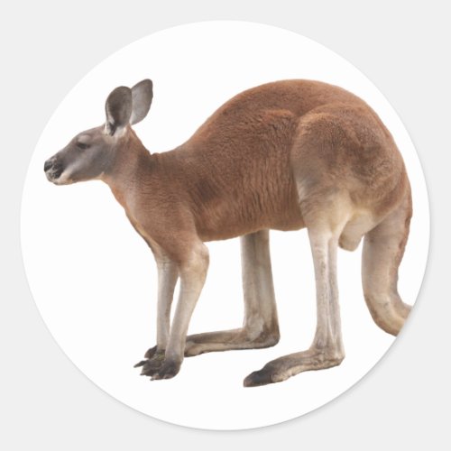 Best Products In Kangaroo Classic Round Sticker