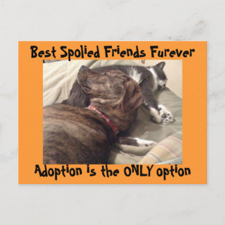 Best Spolied Friends Postcard