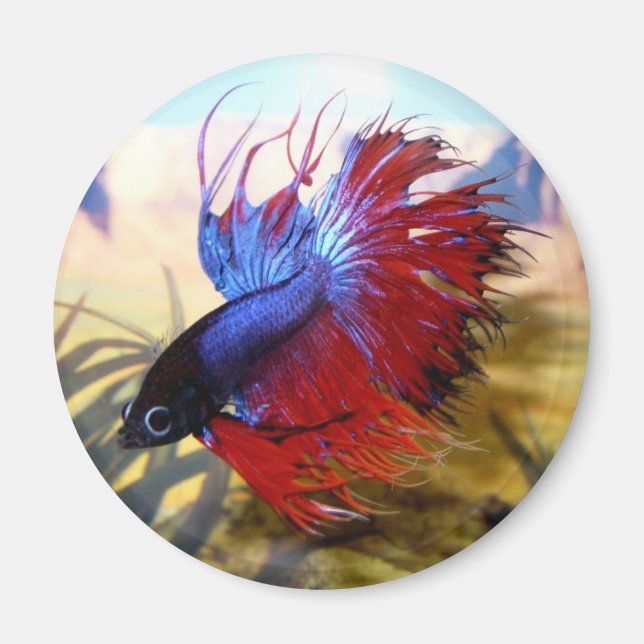 Beta fish magnet (Front)