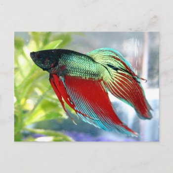 Beta Fish Postcard by jm_vectorgraphics at Zazzle