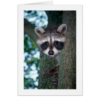 betsy cards