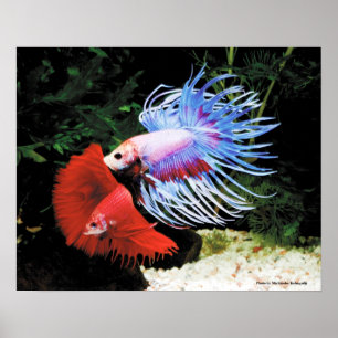 Bettaのポスター Poster