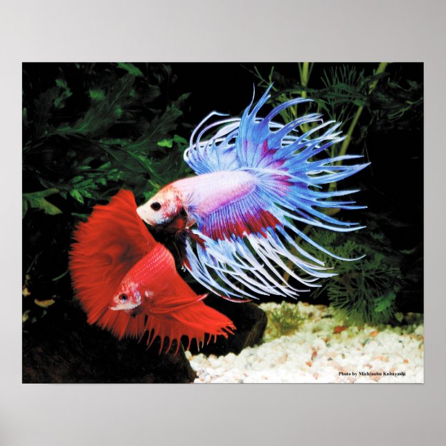 Bettaのポスター Poster (Front)