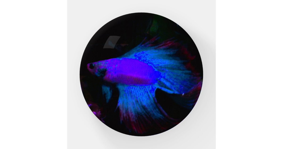 Betta (Felix) Paperweight | Zazzle